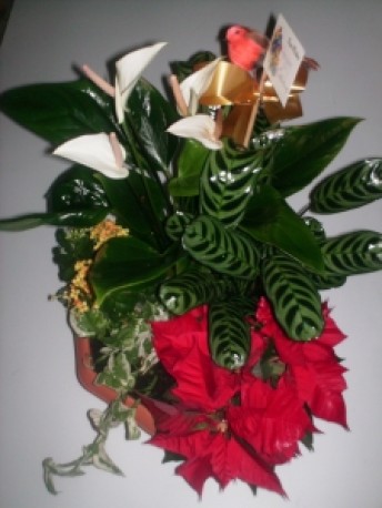Plant arrangement